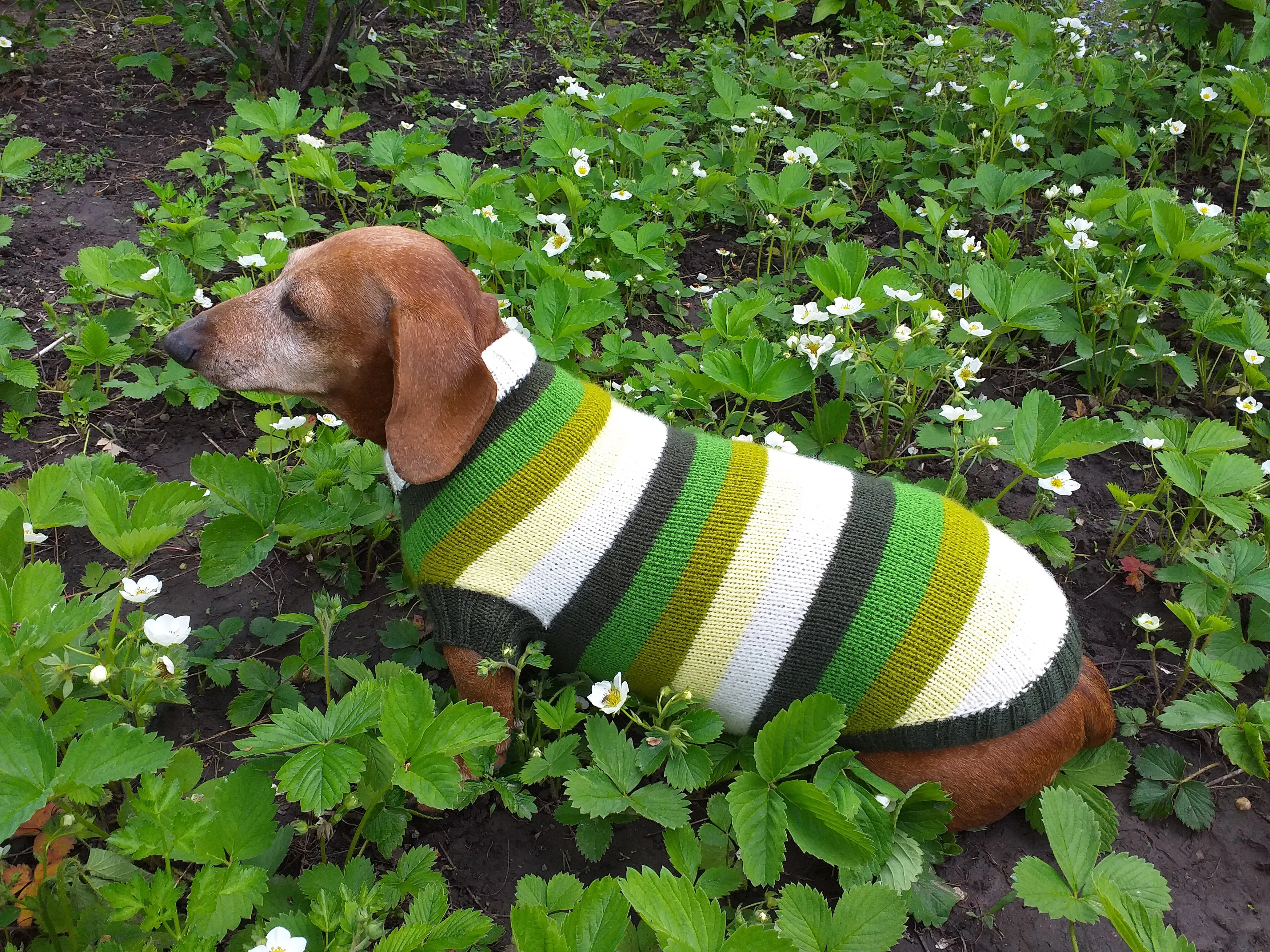 Dachshund clothes striped sweater