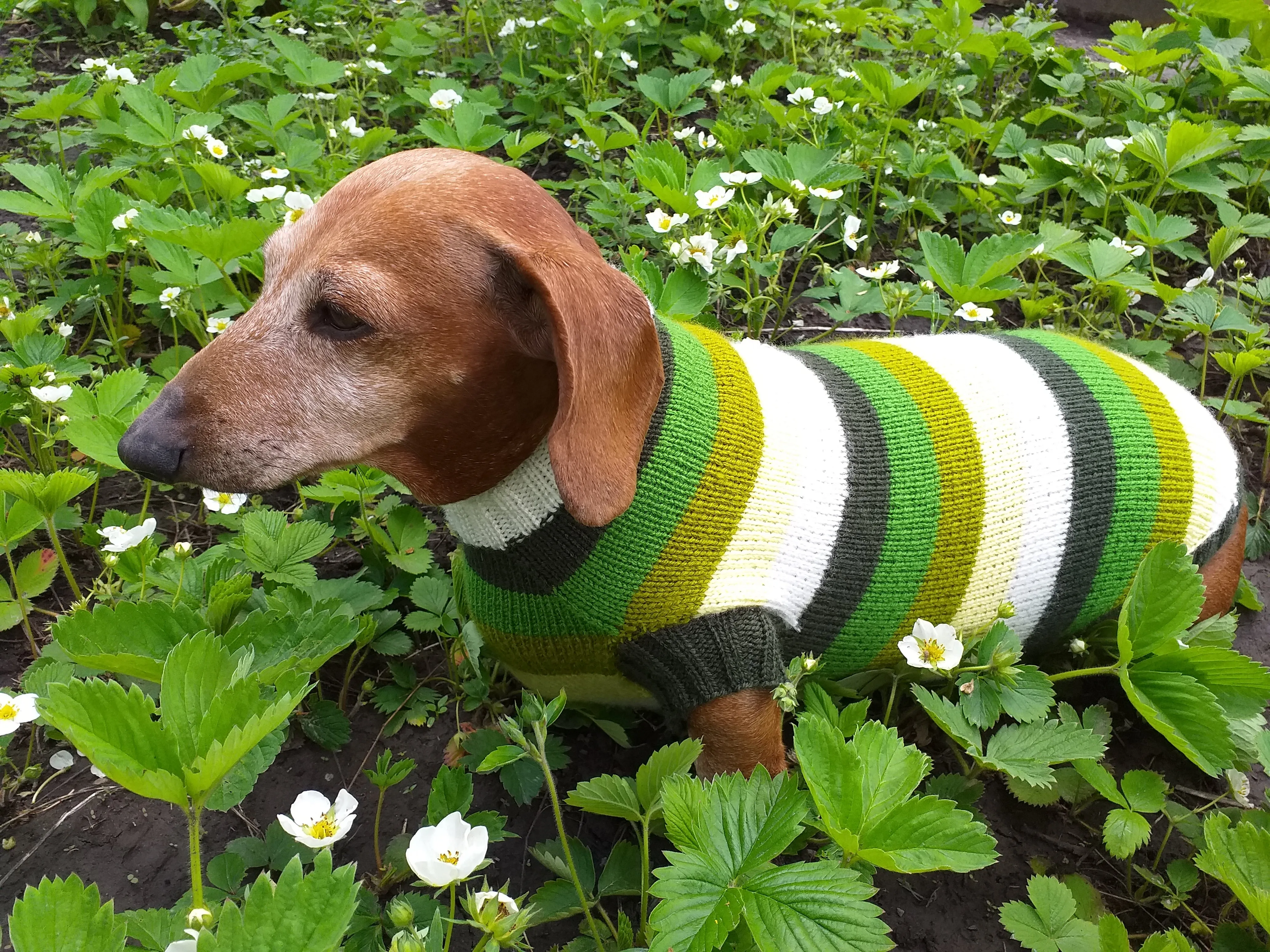 Dachshund clothes striped sweater