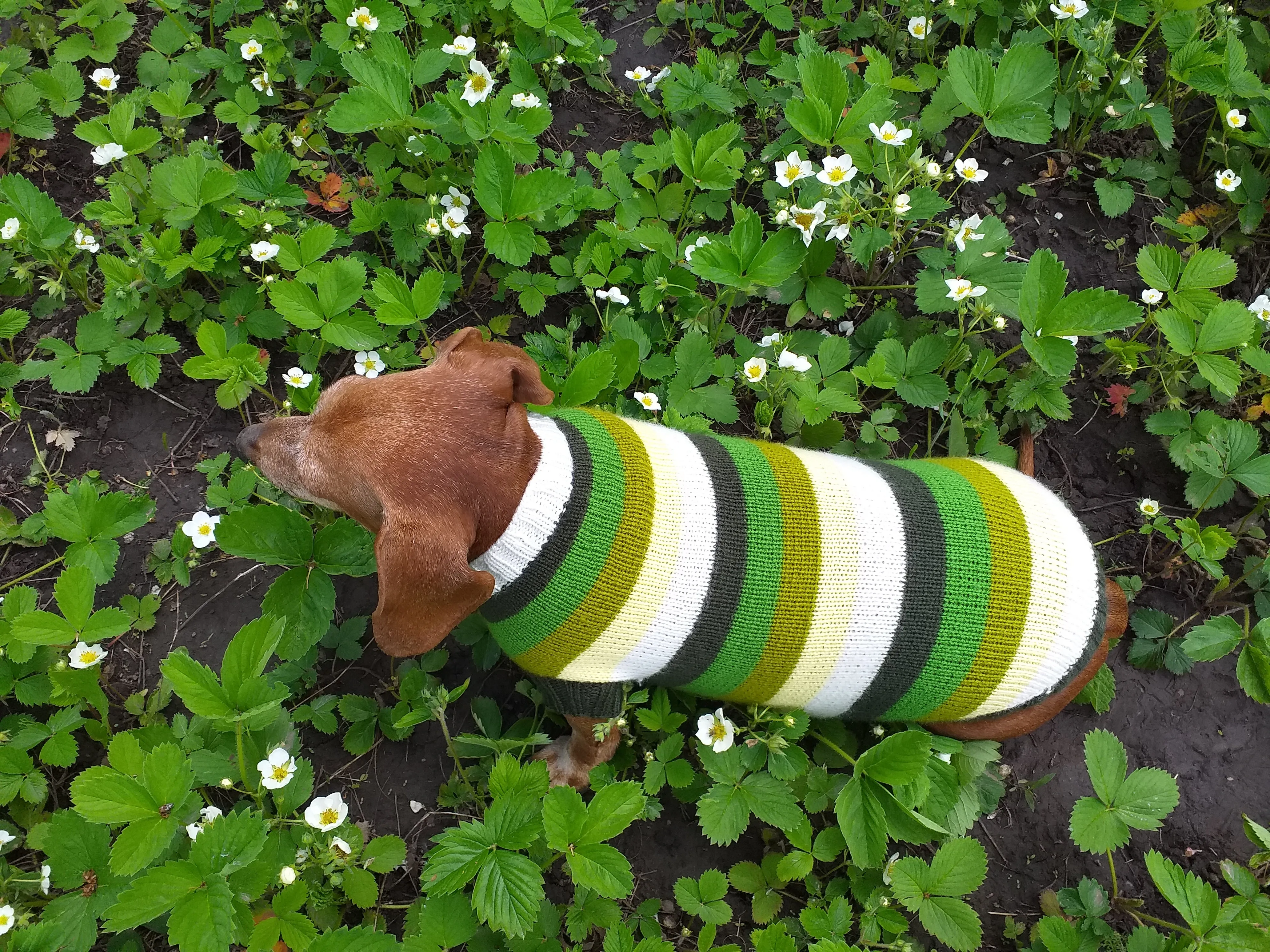 Dachshund clothes striped sweater