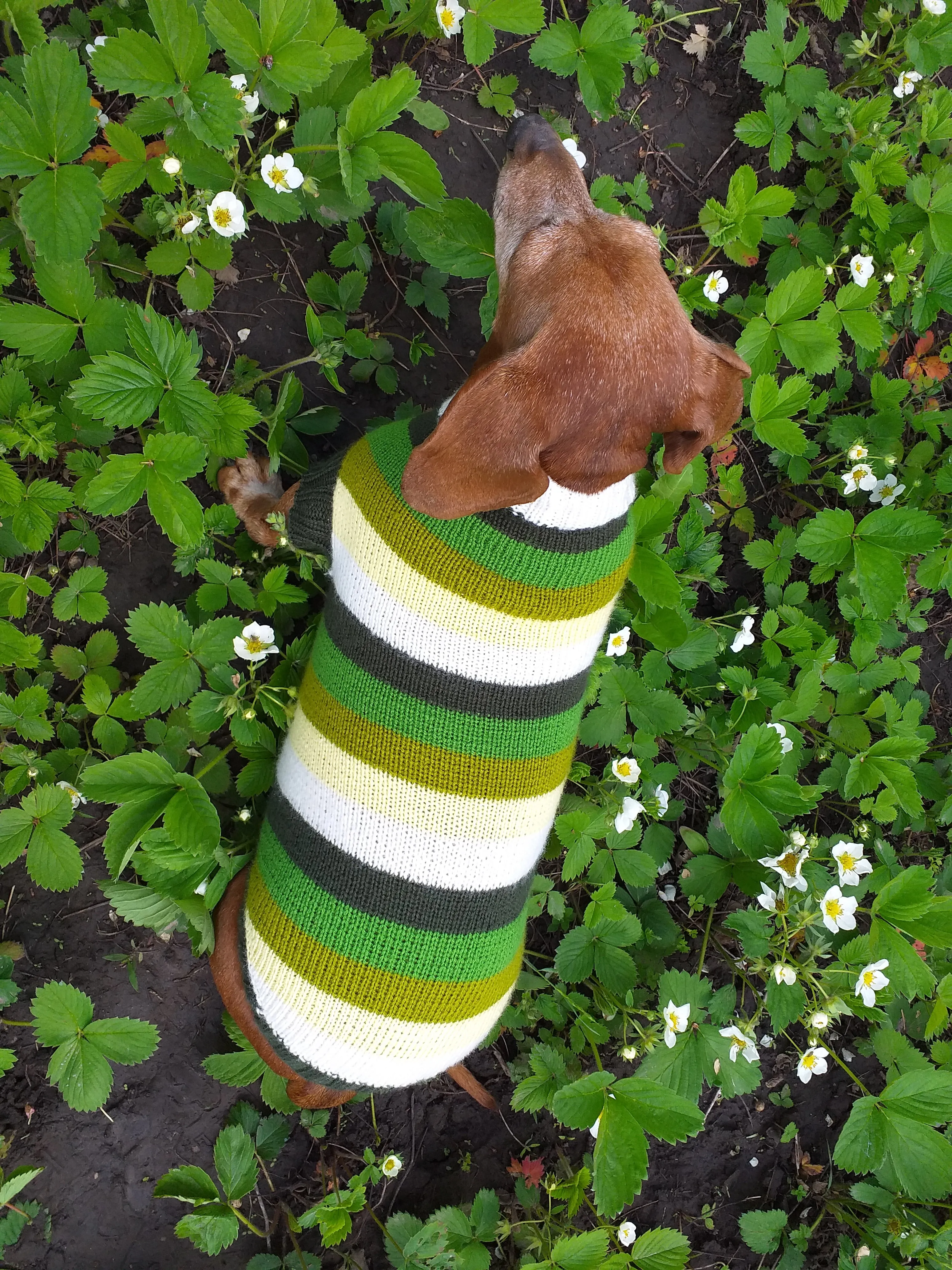 Dachshund clothes striped sweater