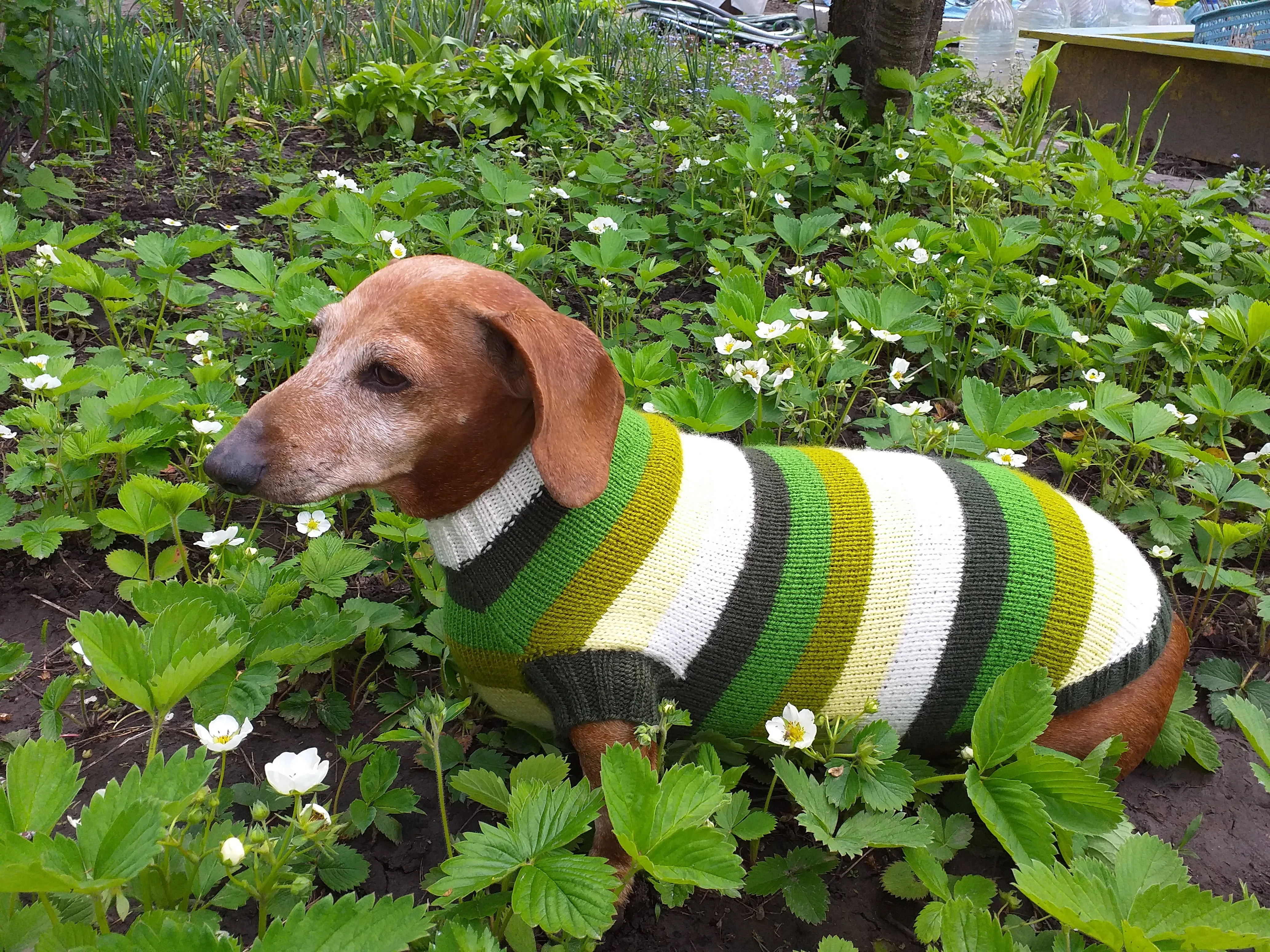 Dachshund clothes striped sweater