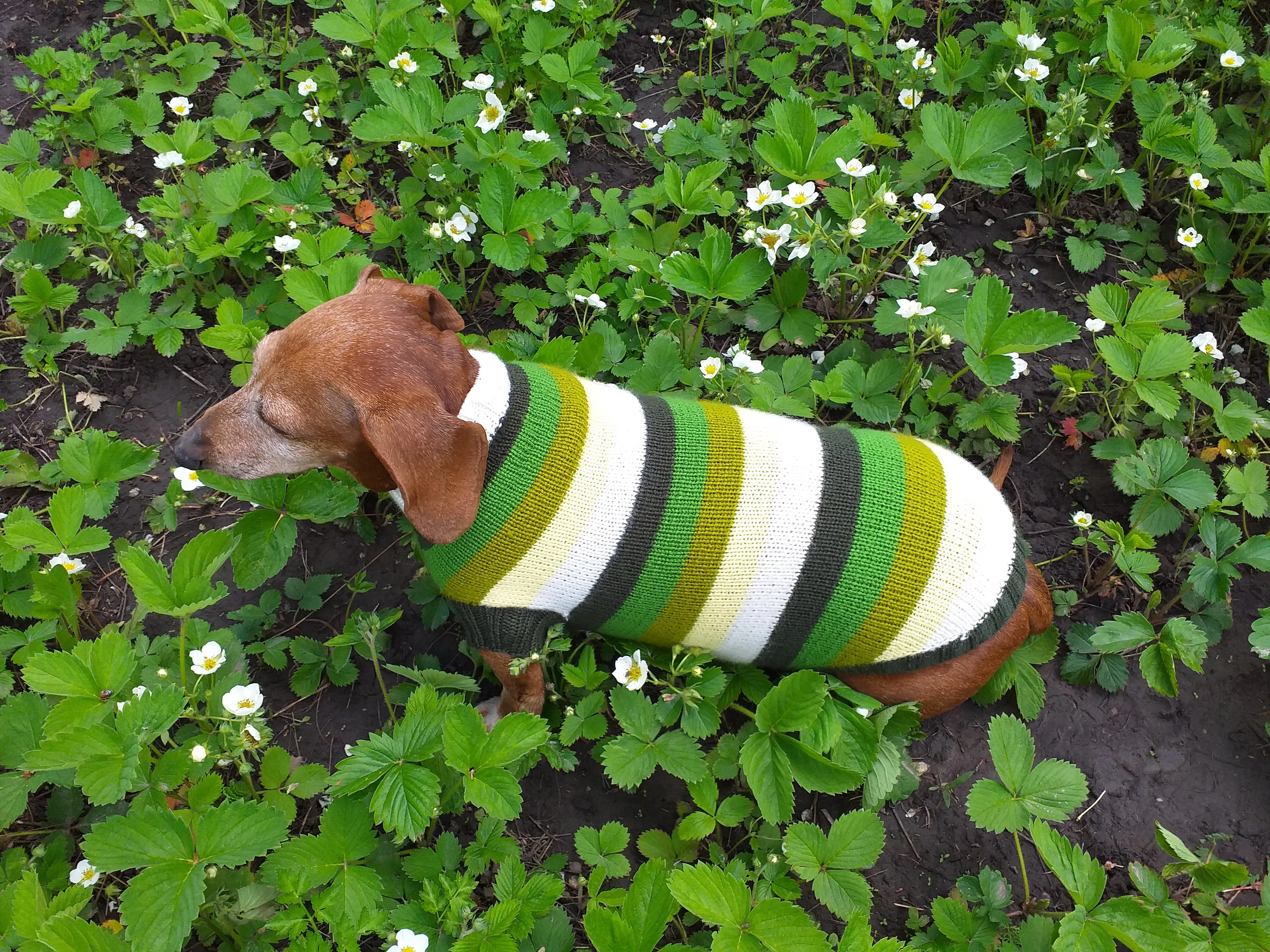 Dachshund clothes striped sweater