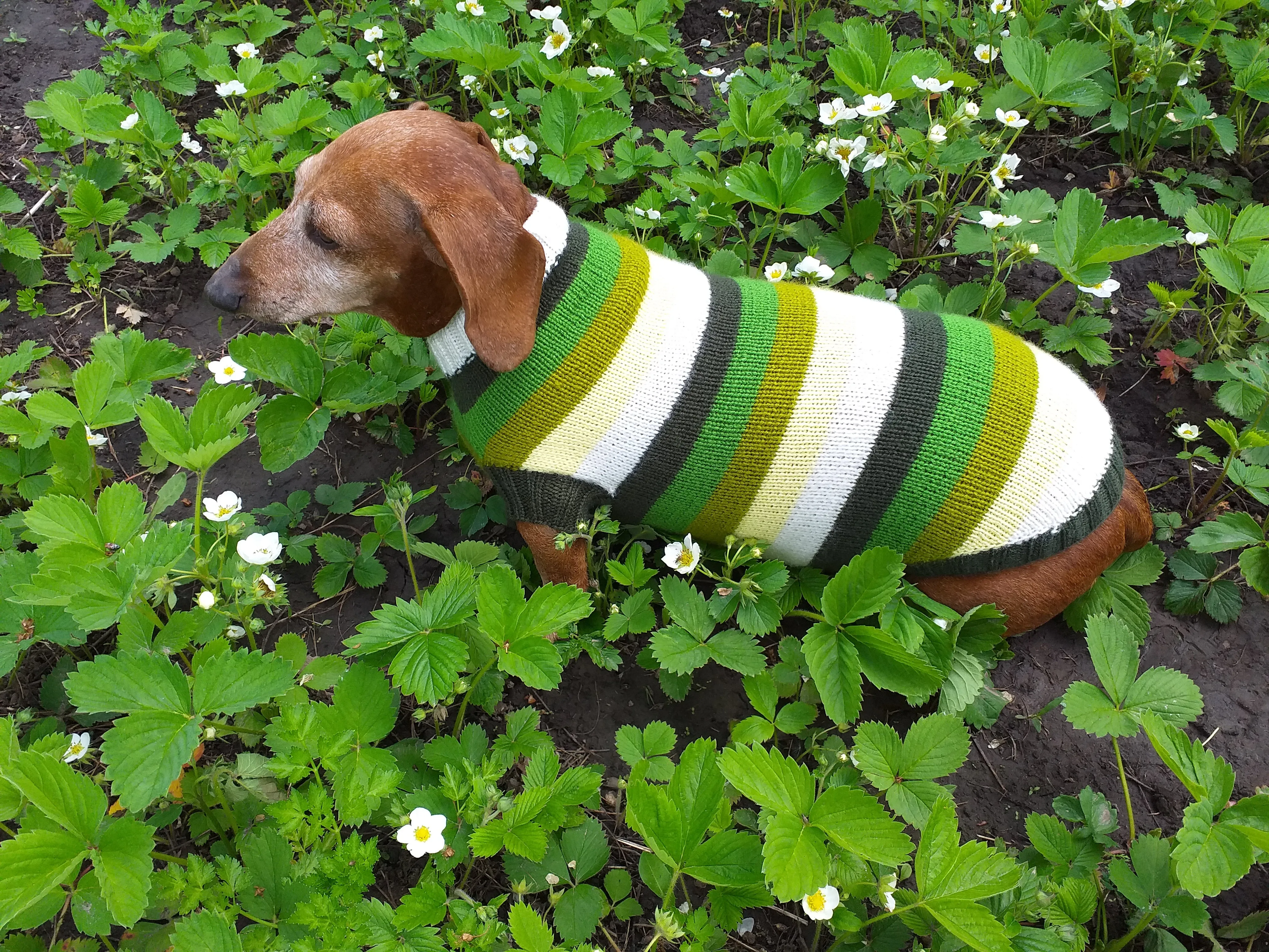 Dachshund clothes striped sweater