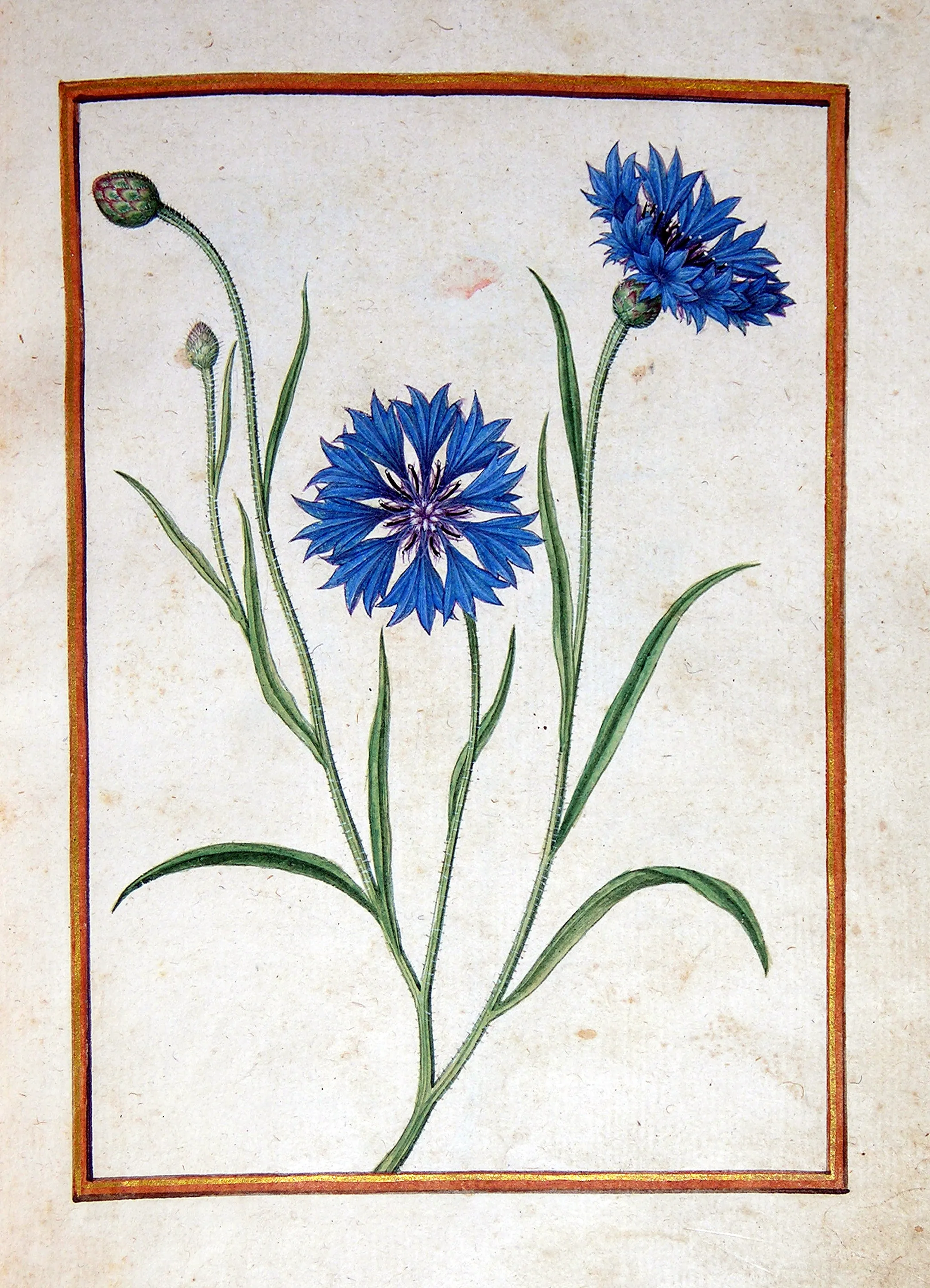 Jacques le Moyne de Morgues (French, ca. 1533-1588), Cornflower