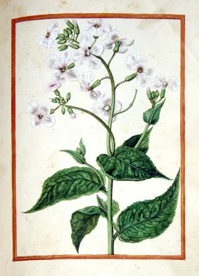 Jacques le Moyne de Morgues (French, ca. 1533-1588), Dame’s Violet, Hesperis Matronalis