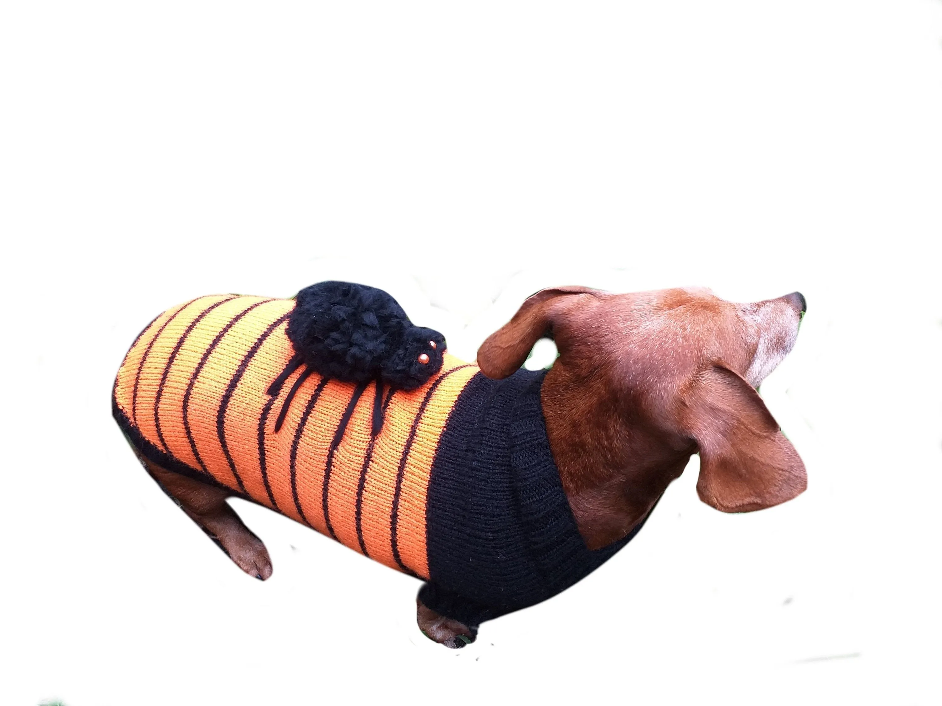 Orange Halloween Spider Sweater for Dachshund Dog