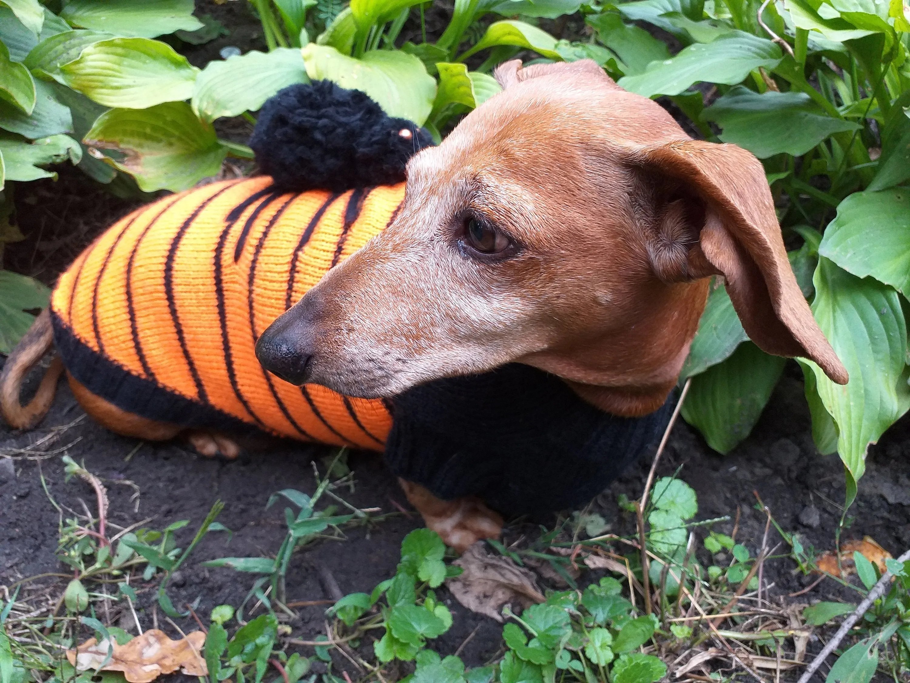 Orange Halloween Spider Sweater for Dachshund Dog