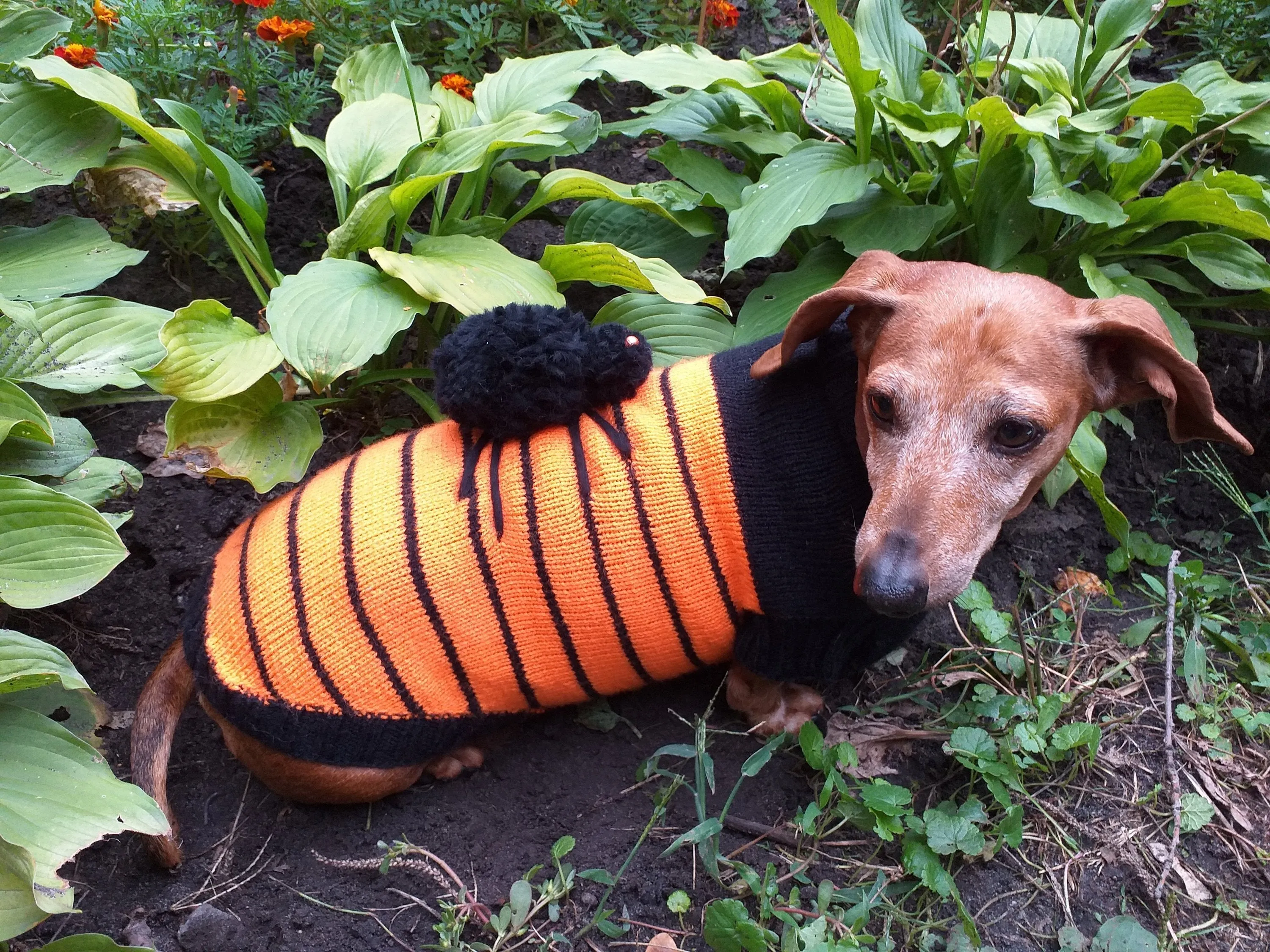 Orange Halloween Spider Sweater for Dachshund Dog