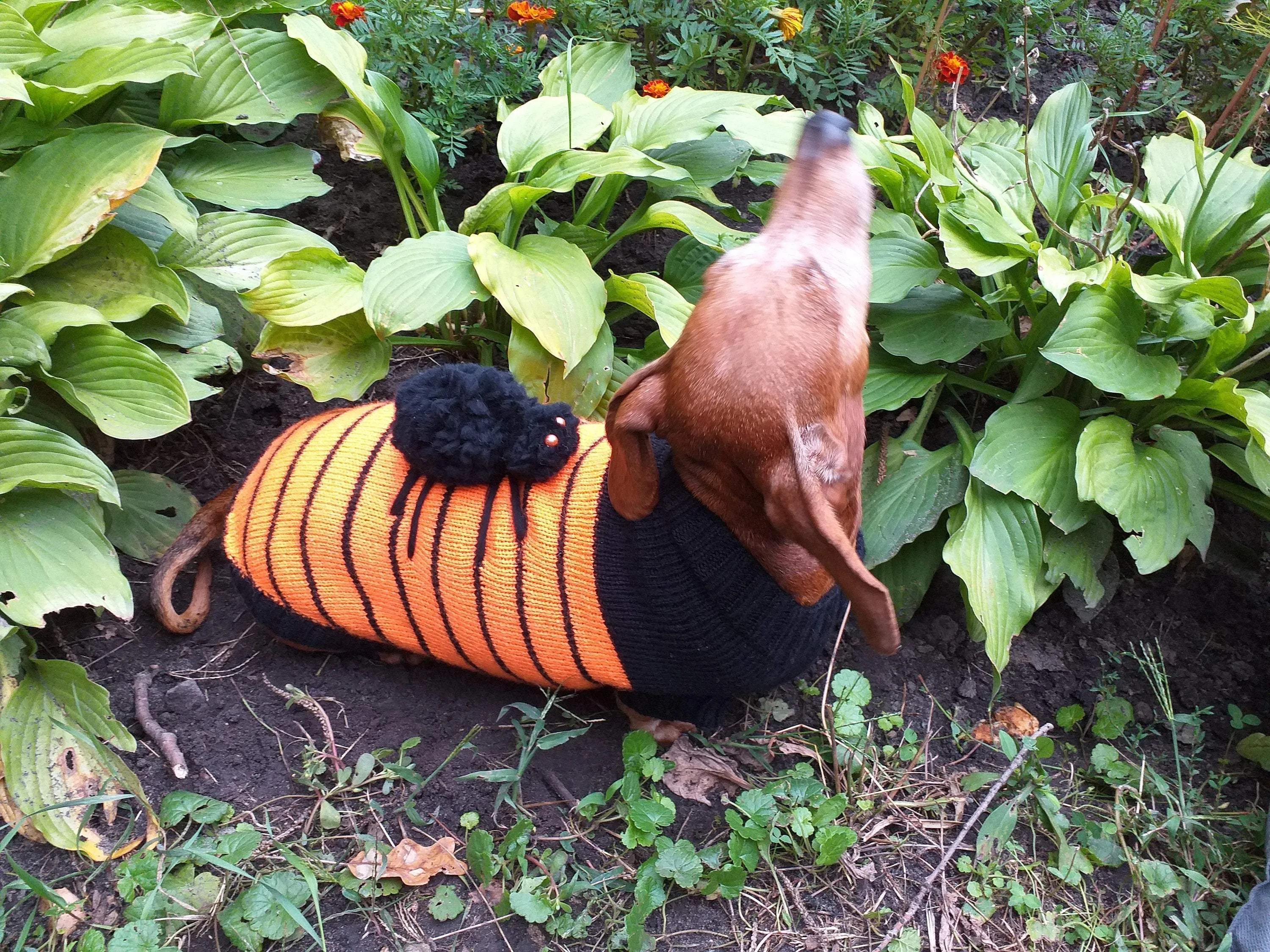 Orange Halloween Spider Sweater for Dachshund Dog