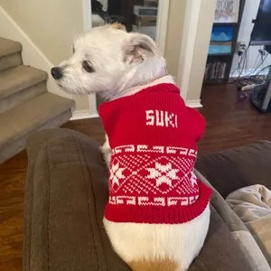 Personalized Dog Knit with Holiday Trim in your choice of color, Ugly Christmas Dog Sweater