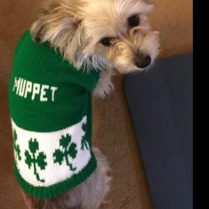 Personalized St. Patrick's Shamrock Irish Dog Sweater